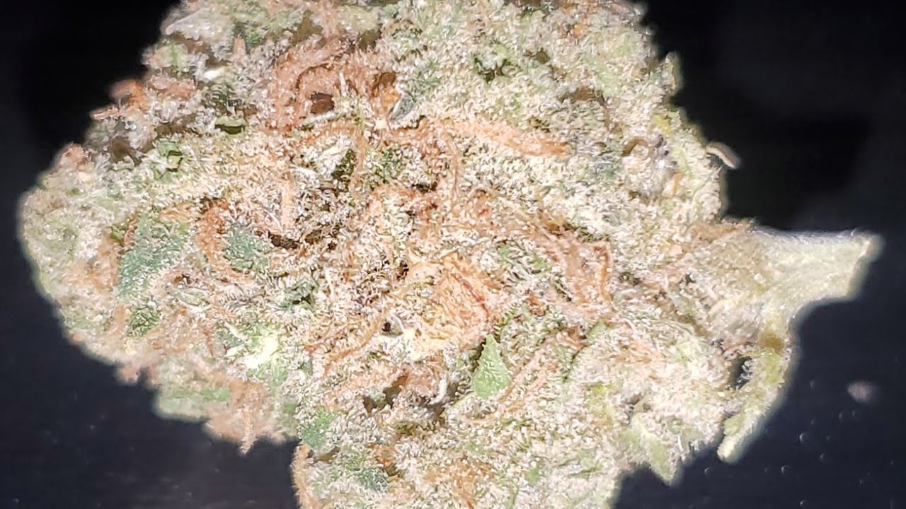 ONE of my FAVORITE DUTCH STRAINS !!!!!!