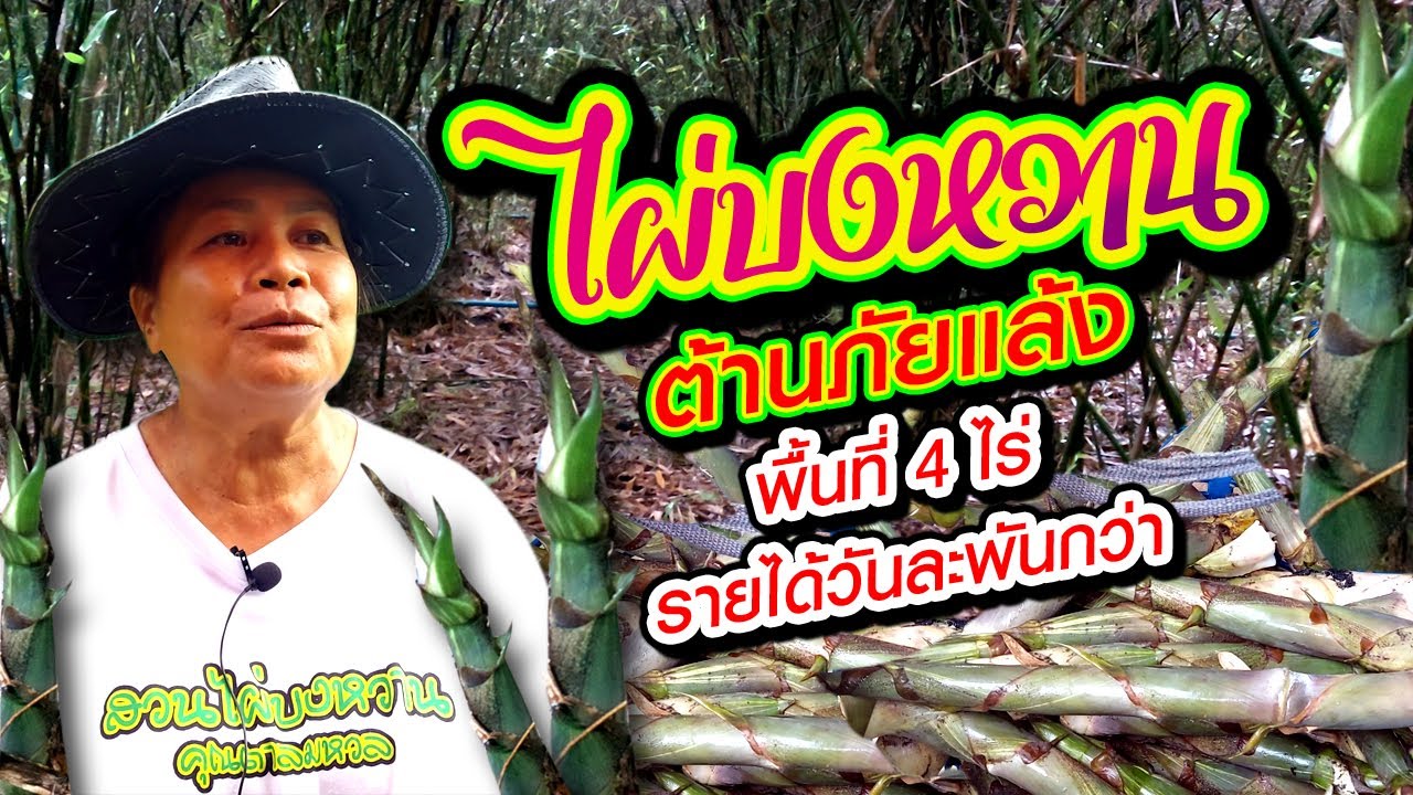 พื้นที่ 4 ไร่ ทำนาไม่ได้ผล ปลูกไผ่บงหวาน สร้างรายได้วันละ 1,000 กว่าบาท