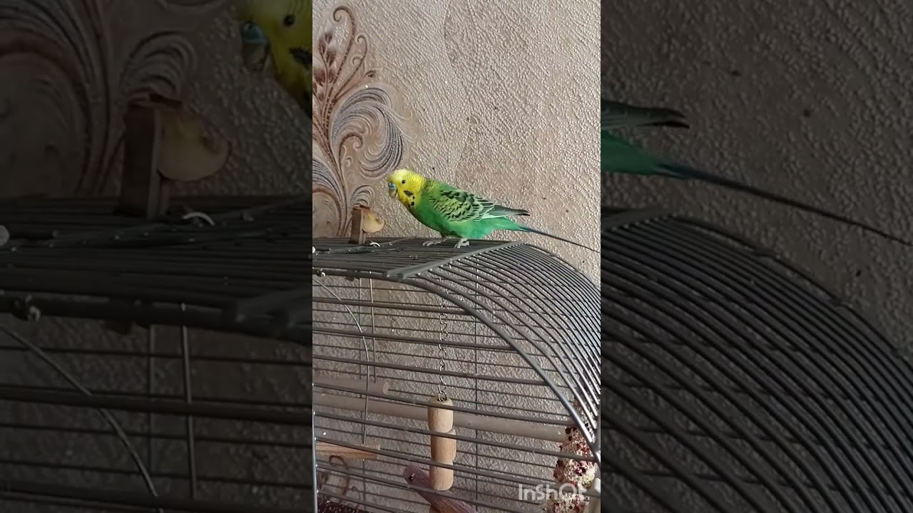 Кєшка-Лайма.🦜Пашка🐢 На Лайму яблучко не діє😊