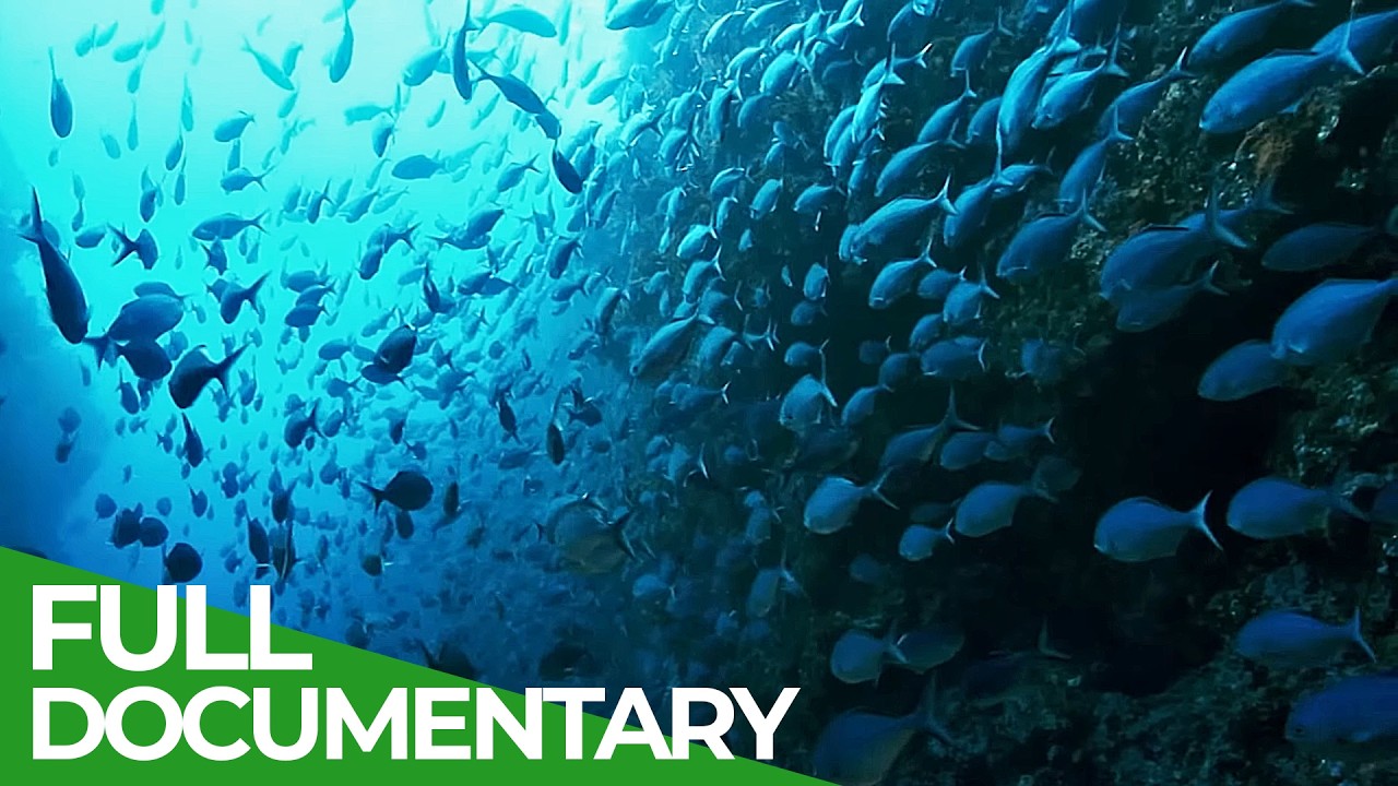 The Big Blue - Ocean Stories from Down Under | Episode 3 | Free Documentary Nature