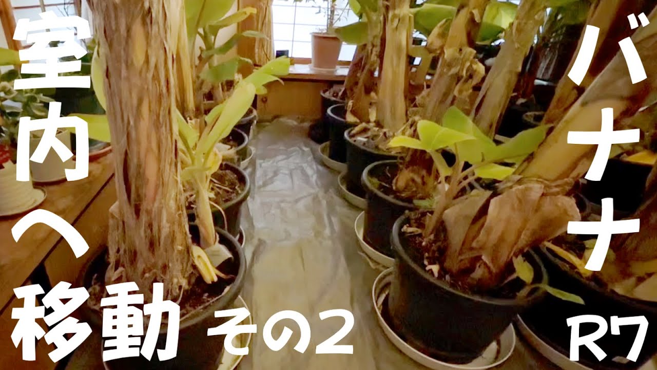 令和7年11月12日バナナ室内移動2と13日整え　鉢植え　ドワーフナムワ