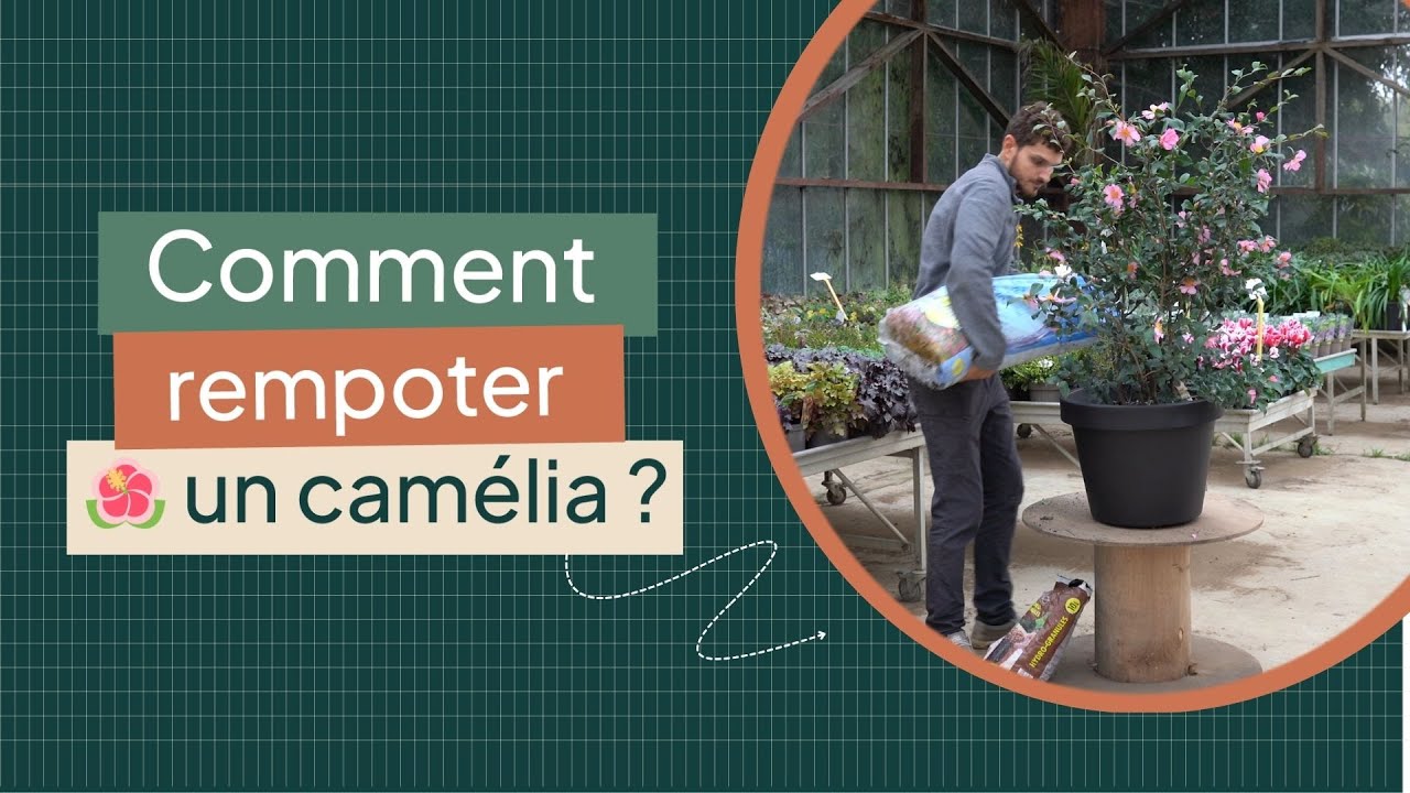 Comment rempoter un Camélia Sasanqua ?