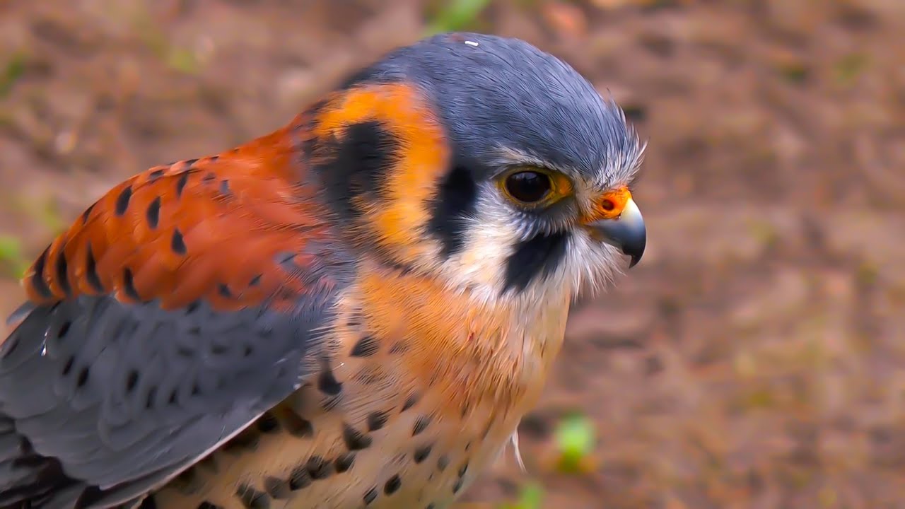 Falconry: Kestrel Success Secrets Part 2