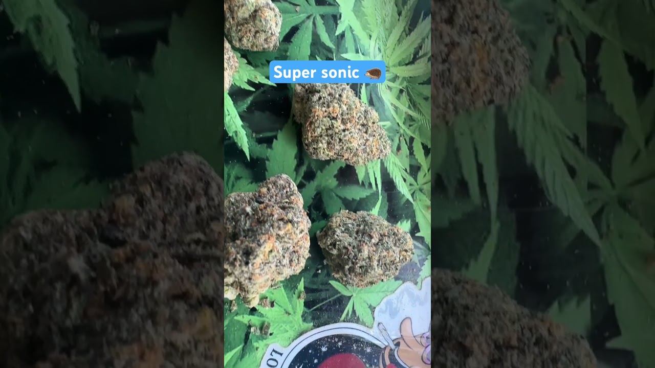 SUPERCSONIC 🦔 💨 #dope #legalise #weedgotmefaded #cannabisheals #flower #cannabisuk