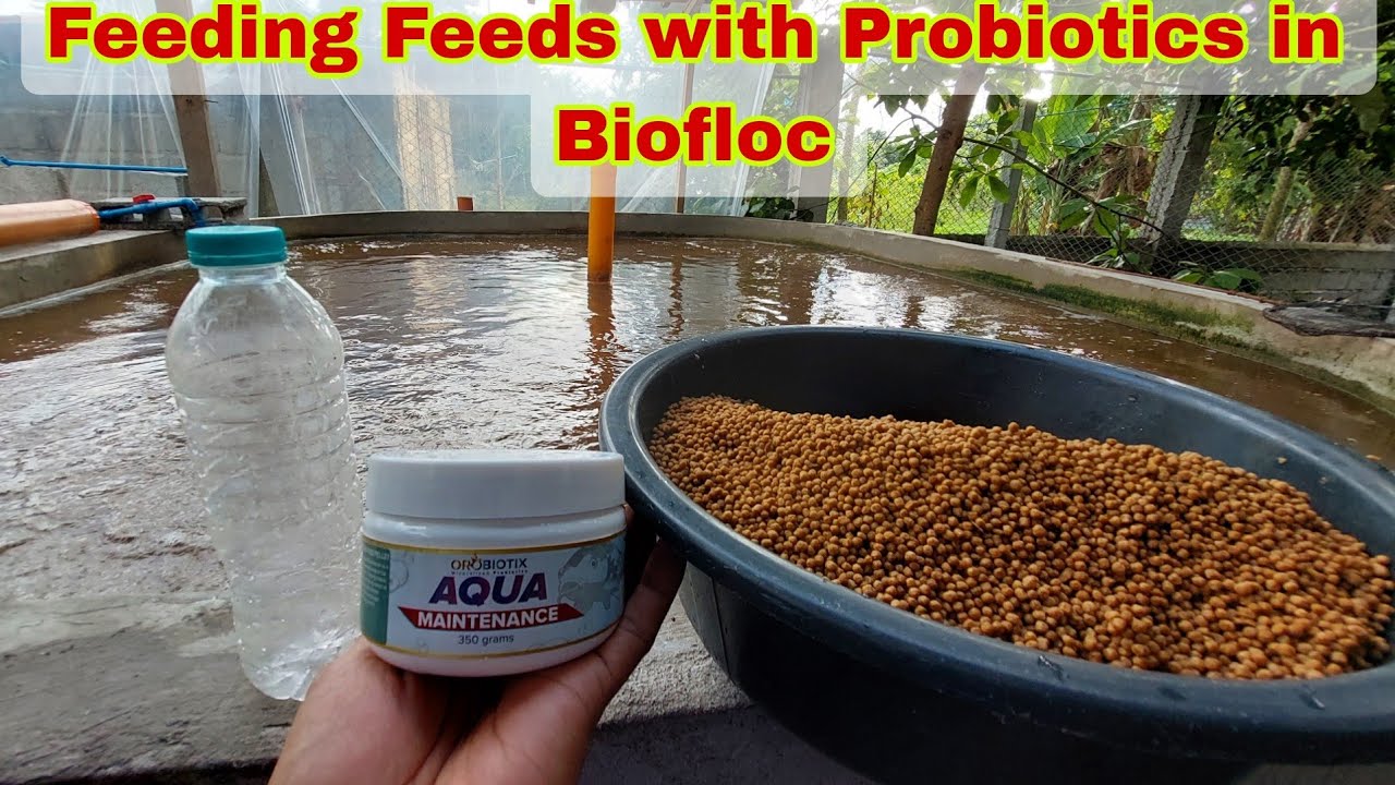 How to Ferment Feeds with Probiotics for Tilapia in  Biofloc?