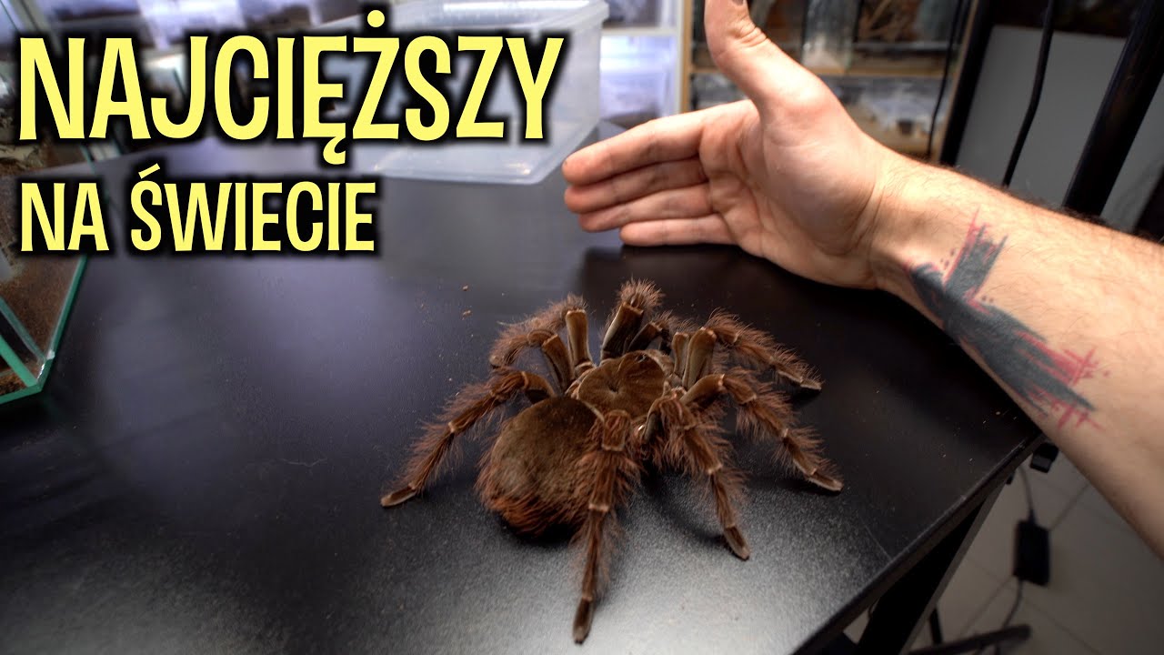 WYHODOWAŁEM POTWORA 🤯  Theraphosa blondi