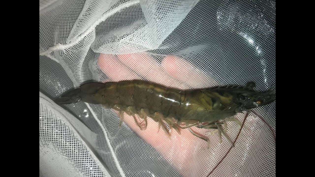 Utilizing Photosynthetic Microalgae & Bacteria to Optimize Shrimp Biofloc Aquaculture Systems