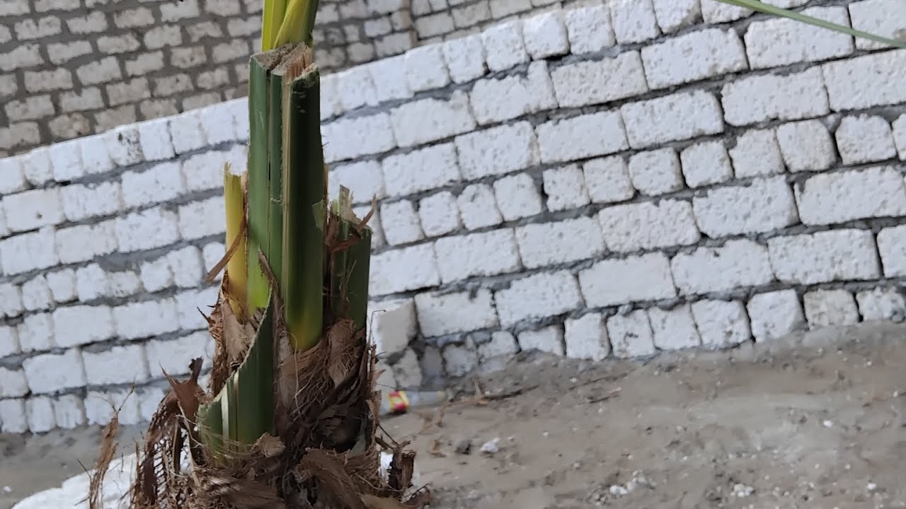 طريقه شتل النخل