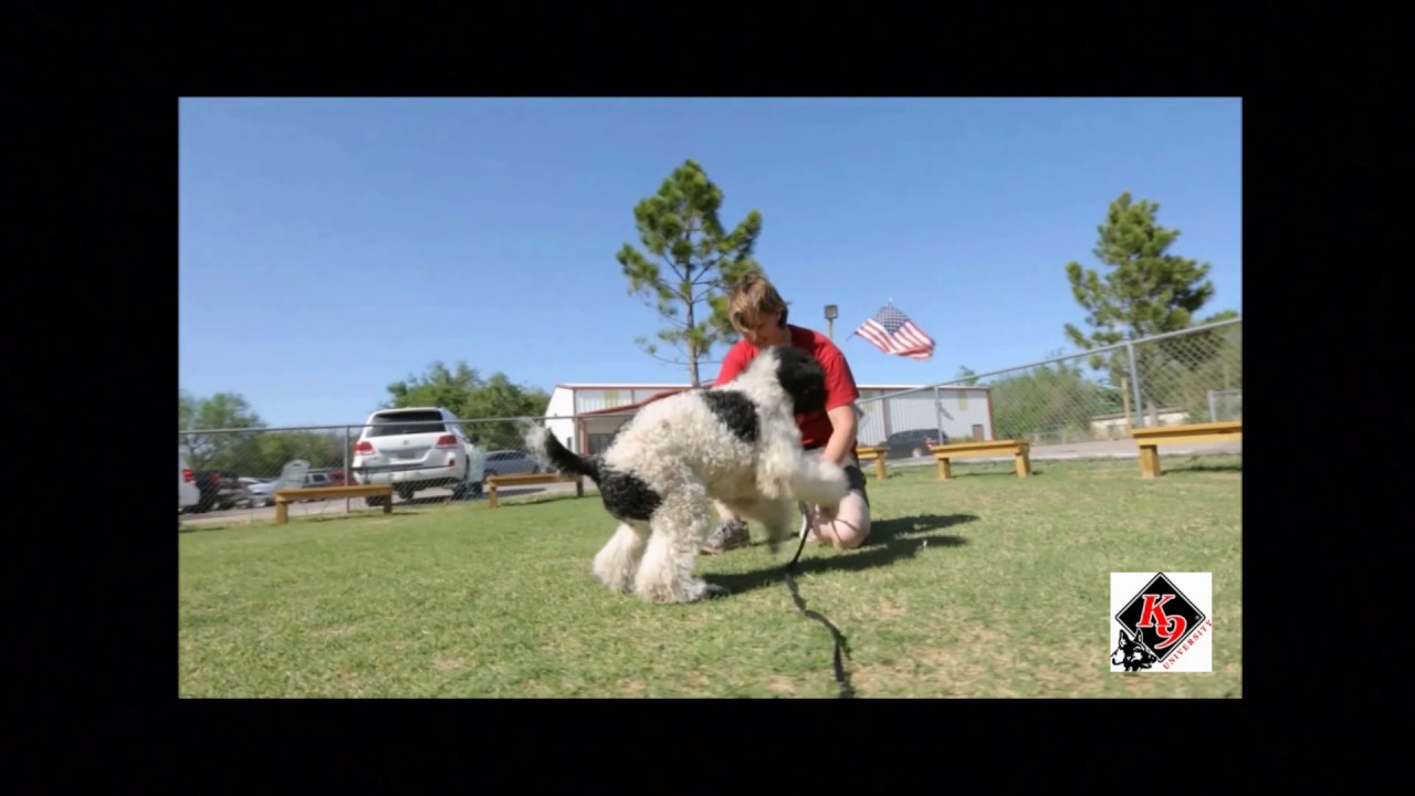 K9 University's Boarding School Program