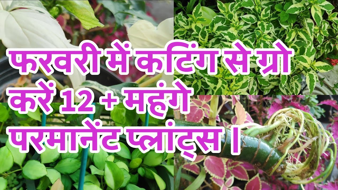 Grow 12+ expensive permanent plants from cuttings in February.