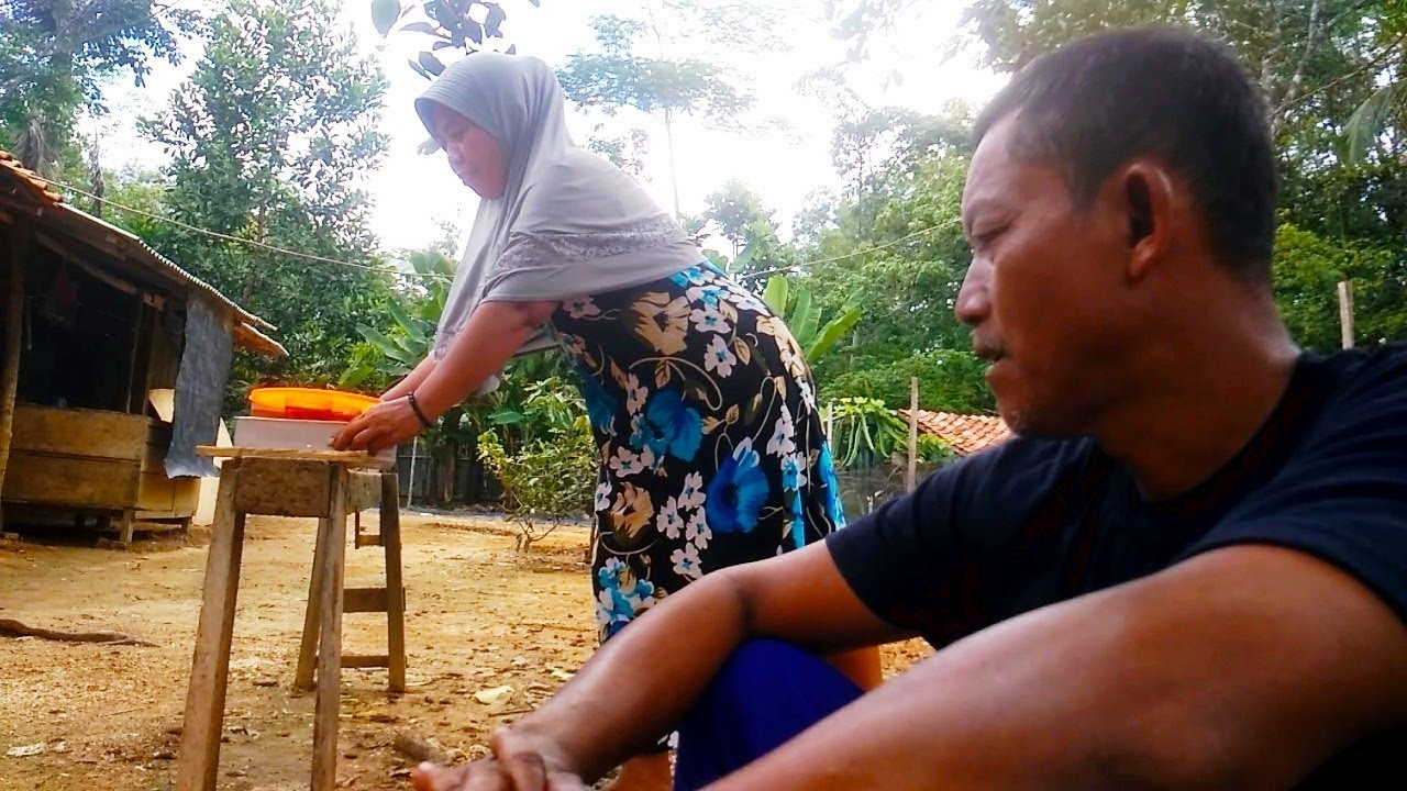 Peternak Persilangan ayam Pelung Bangkok