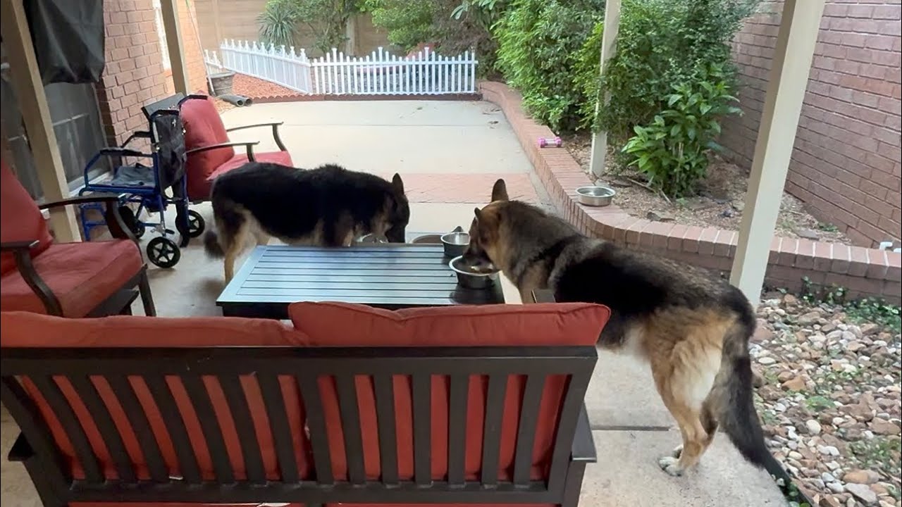 German Shepherd Dogs Morning Food Routine | Hindi Vlog | Indian Vlogger | This Indian