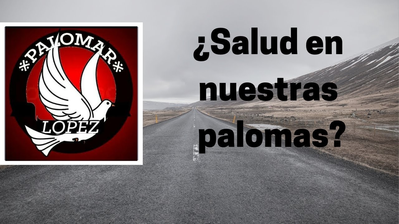 La Importancia De La Salud En Nuestras Palomas