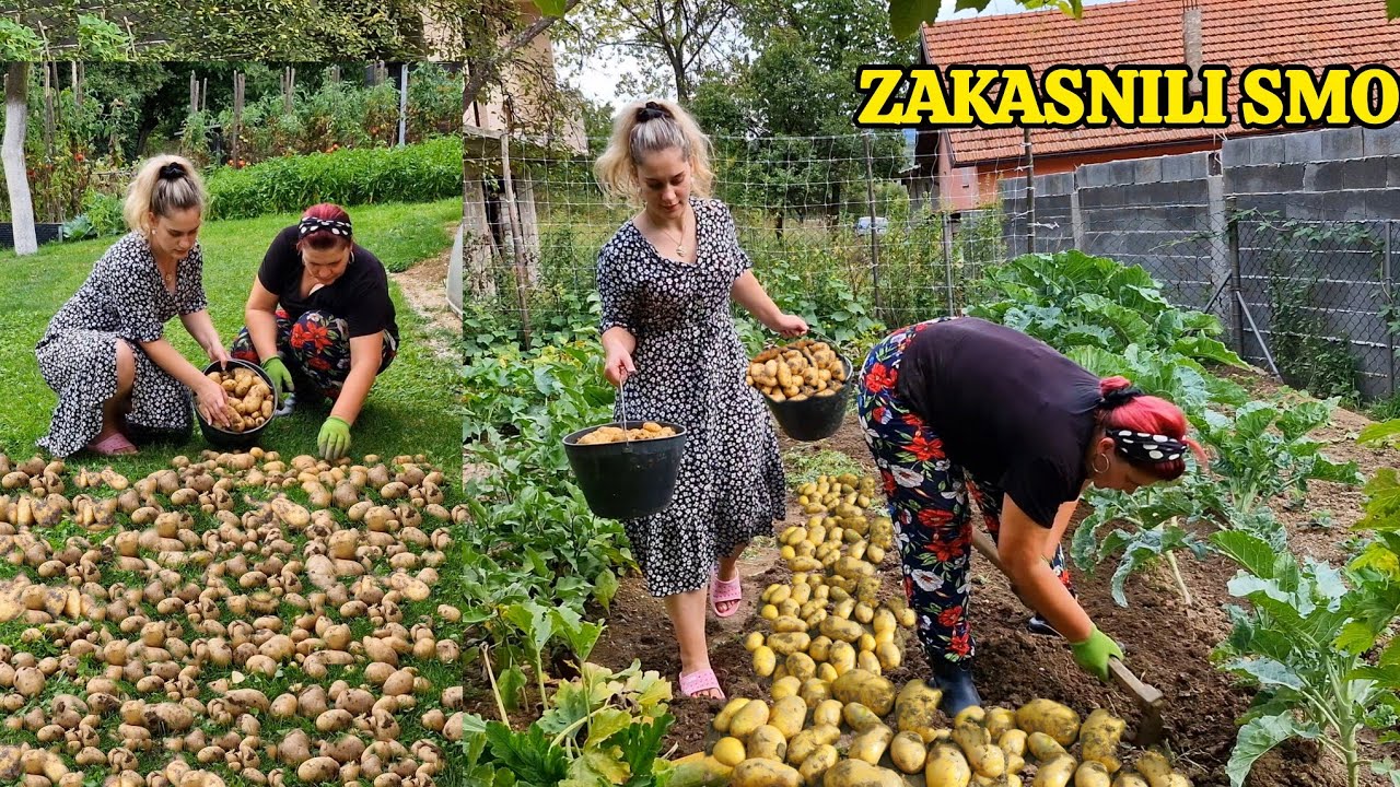 VADIMO KROMPIR, IMA LI OVO RAČUNA SIJAT?🥔