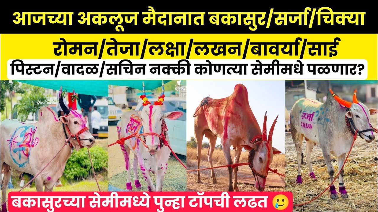 अकलूज मैदानात बकासुर/सर्जा/सचिन/बावर्या/लखन/लक्षा/चिक्या/तेजा सेमी क्रमांक किती ?