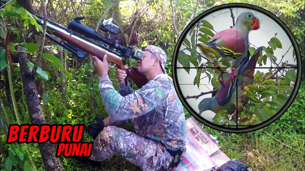 BERBURU PUNAI DI SAAT POHON ARA BERBUAH _Part 2