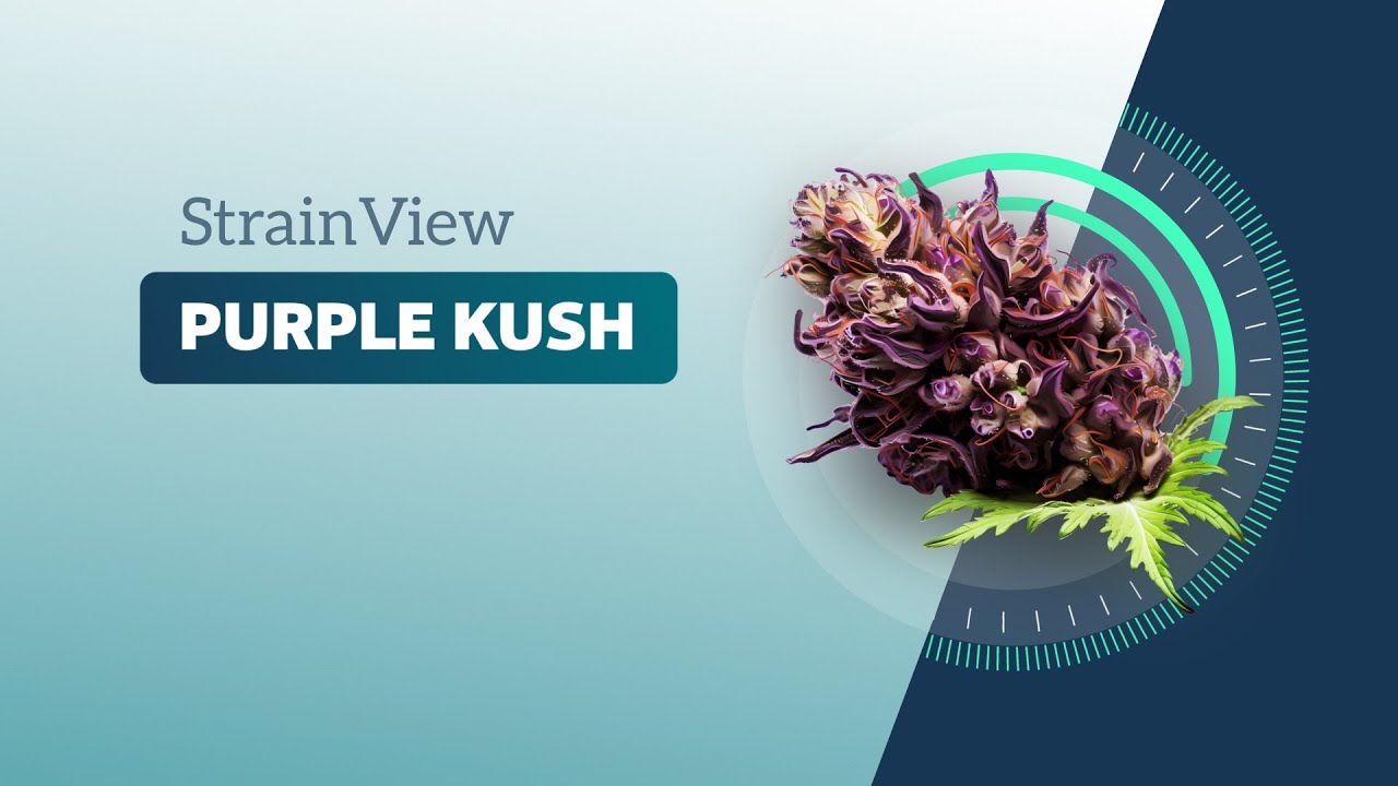 Purple Kush - StrainView