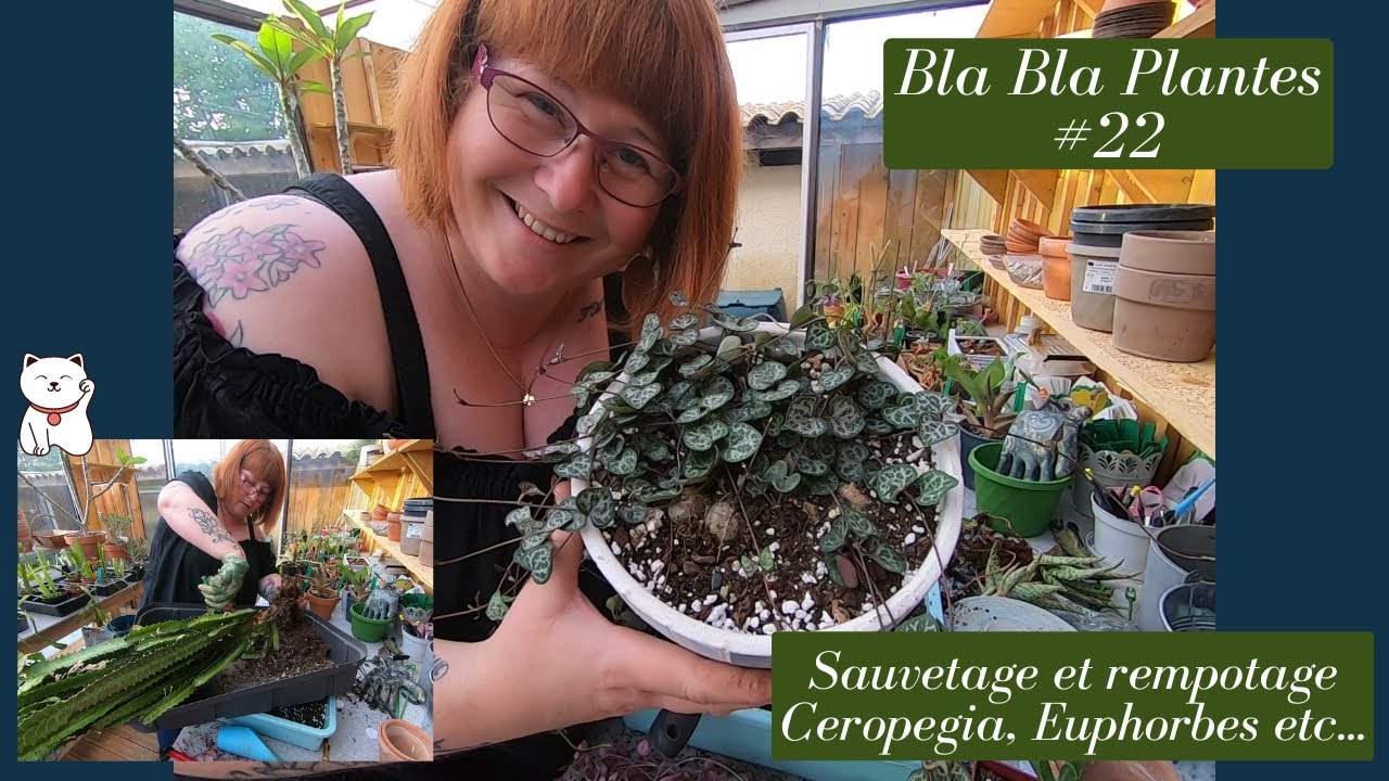 Bla Bla plante #22🌿 Sauvetage et rempotage🌿 Comment faire repartir un Ceropegia Woodii | Euphorbes🌵