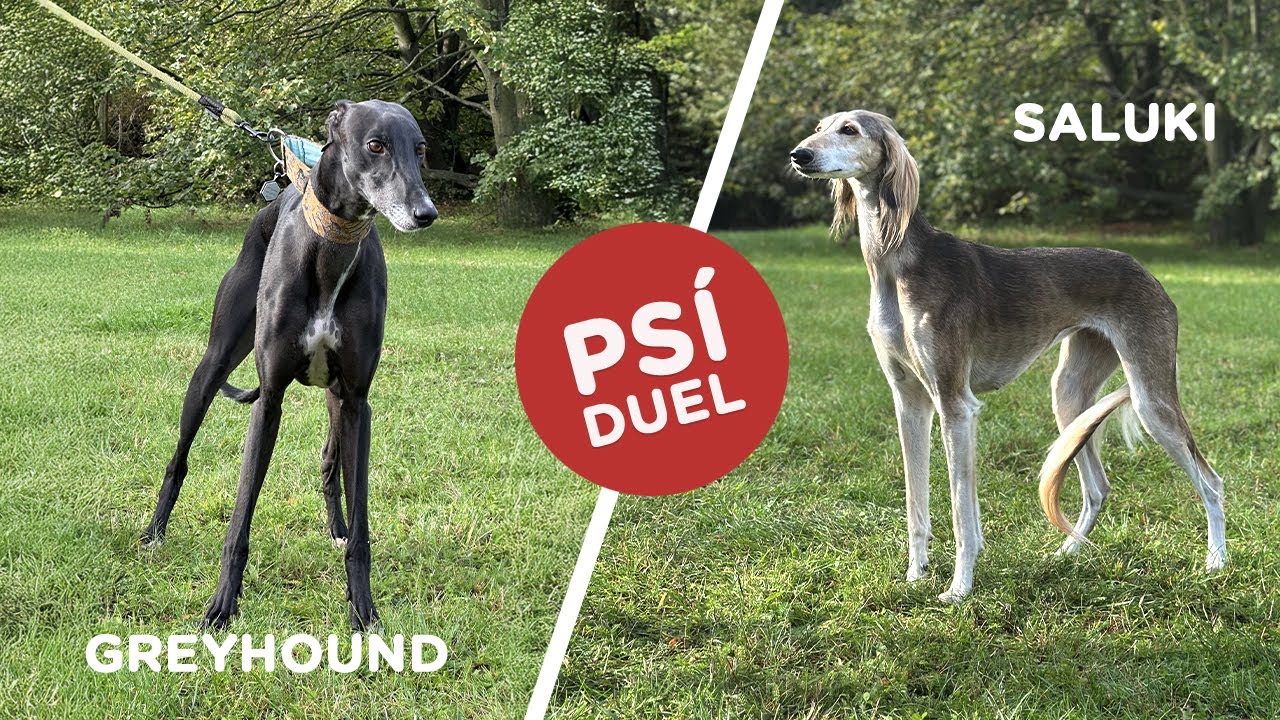 🐶 Psí duel - Greyhound vs Saluki - Tlapka TV