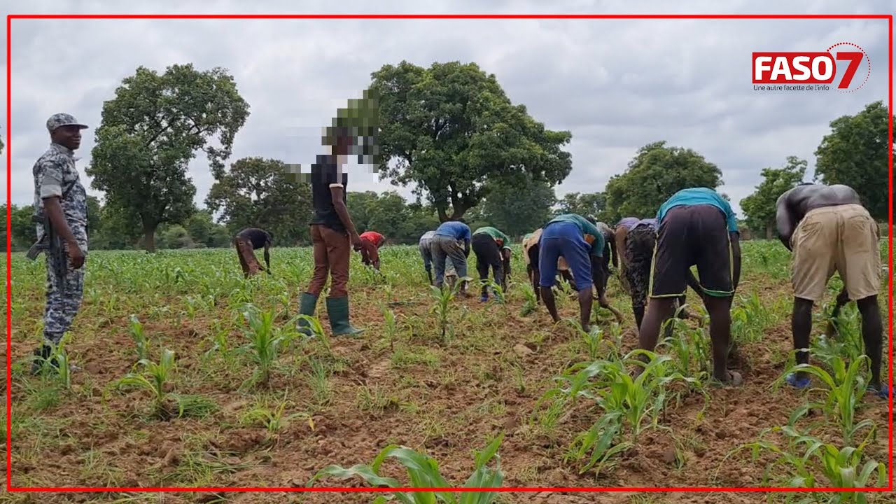 Travail d’intérêt général au Burkina Faso : Des détenus exploitent 4 hectares à Dédougou