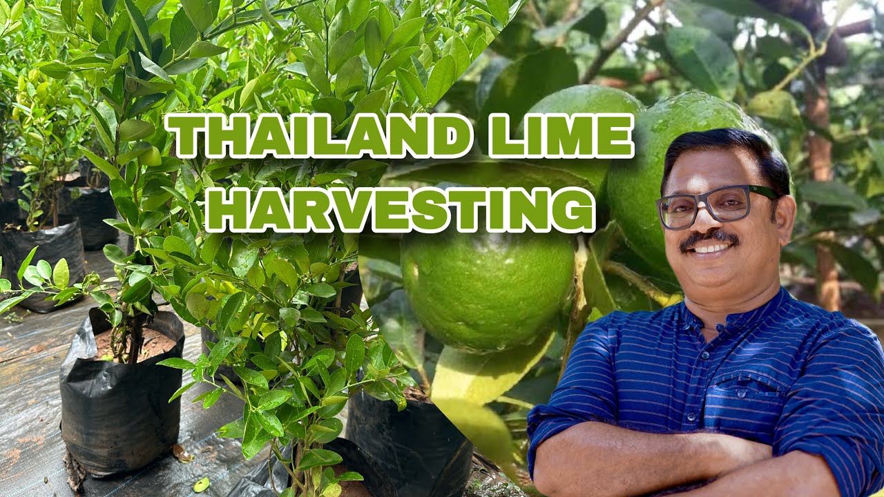 THAILAND LIME HARVESTING and REVIEWING