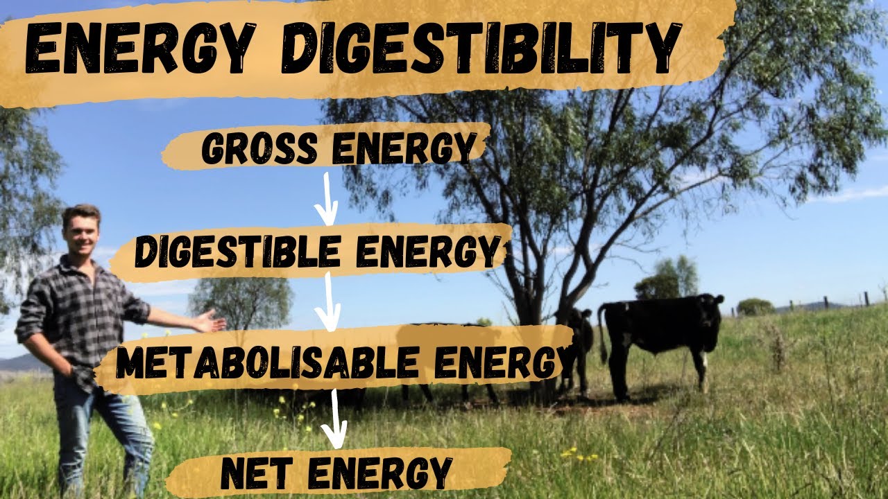 Energy Digestibility - What is Gross Energy, Digestible Energy, Metabolisable Energy and Net Energy?