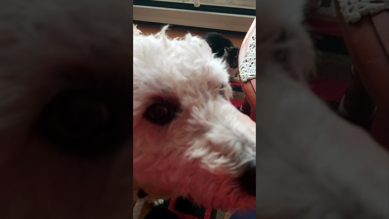 "Morning Coffee & Pets Companionship: My Daily Routine "