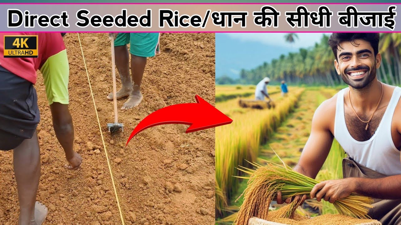 Paddy Farming with DSR method | धान की सीधी बीजाई कैसे करें | Profitable Rice Farming Technique