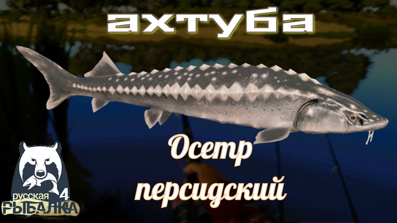 рр4 АХТУБА ОСЕТР ПЕРСИДСКИЙ Русская Рыбалка 4/AKHTUBA PERSIAN STURGEON Russian Fishing 4