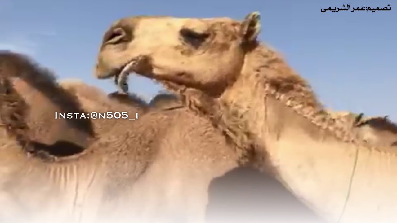 مسيرة سمحات الوجيه🔥(ملكات الحمر) للمالك:عايض ابن رفعان العاطفي || آداء:فهد أبن فصلا