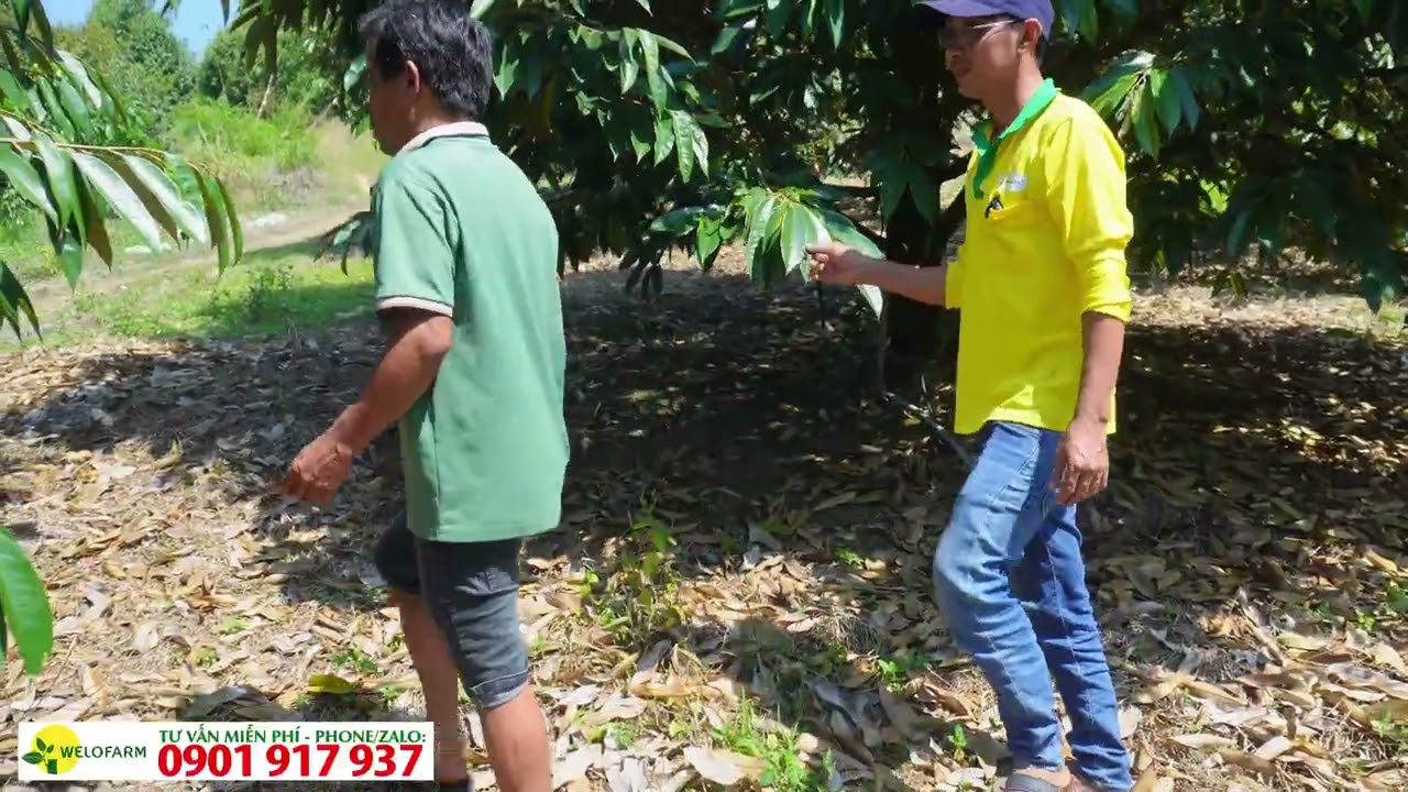 Thời Điểm Kéo Cơi Đọt Cho Sầu Riêng Trước Xổ Nhuỵ