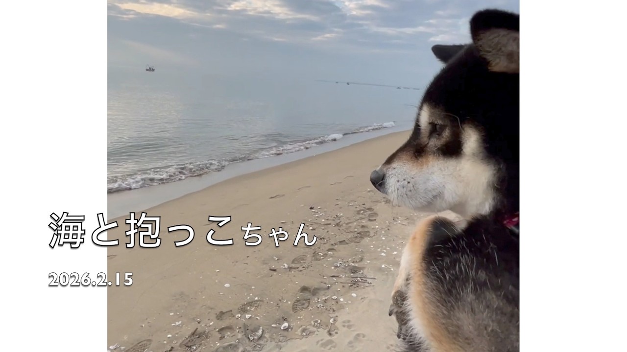 【海と抱っこちゃん】🐶【柴さんぽ】（26.2.15）【しあわせを知った柴犬のお話し】