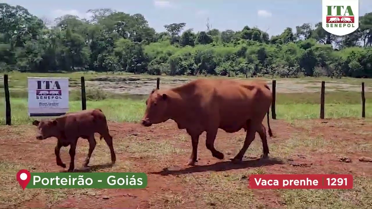 Projeto Catira: VACA PRENHE 1291