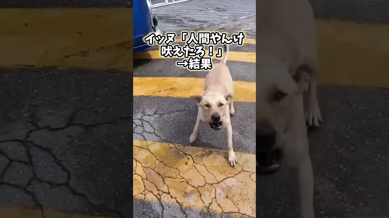 ㊗️1000万再生突破!!!イッヌさんの動画見て笑ったら寝ろwwwww