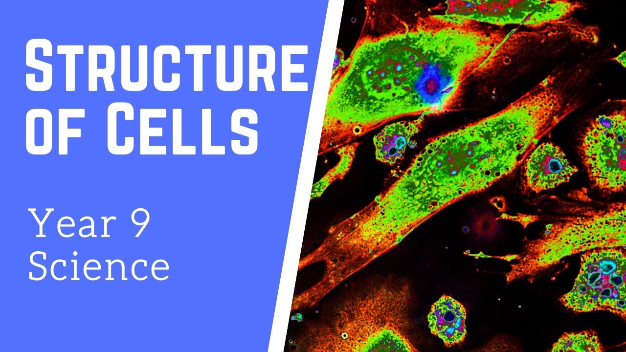 The Structure of Cells | Year 9 Science Stream