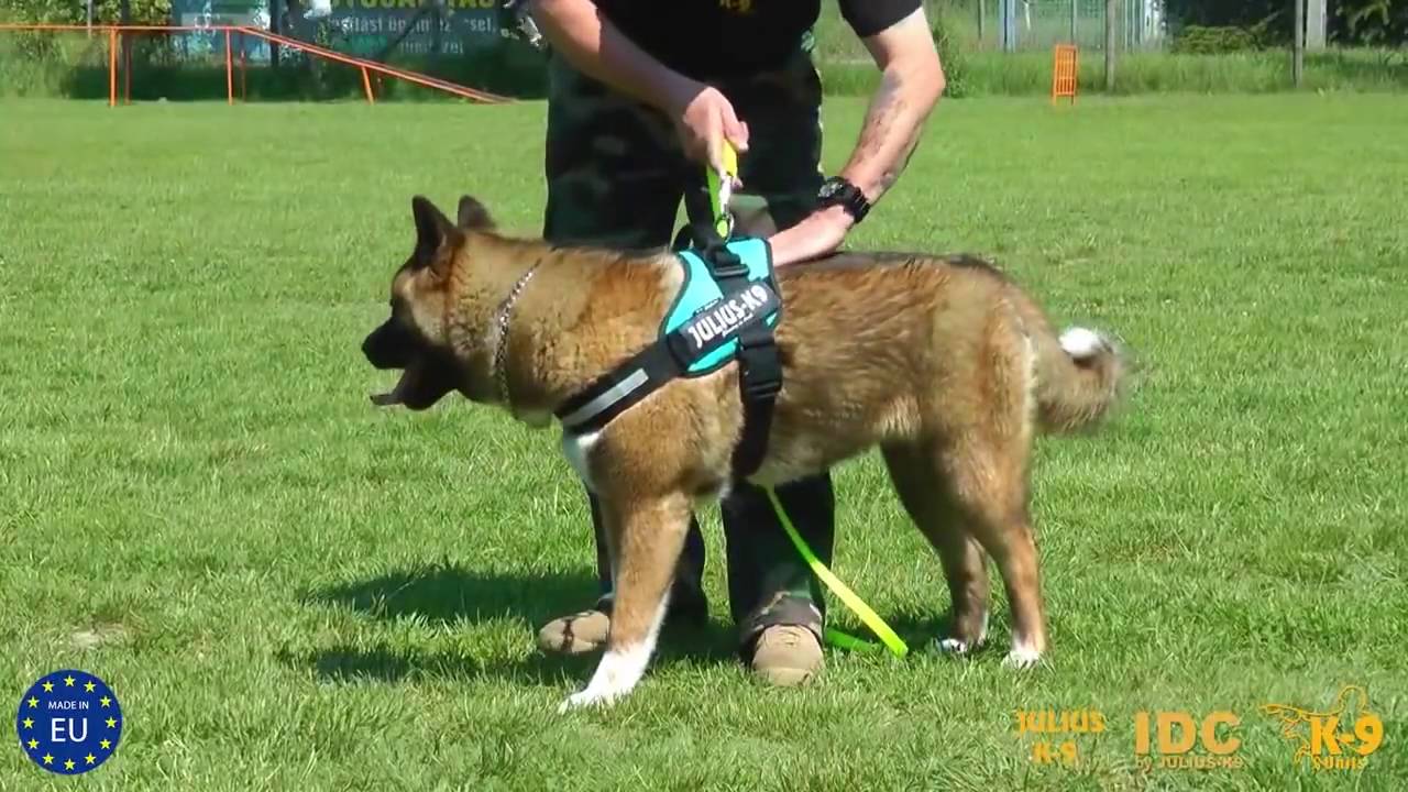 Harnais IDC&reg; POWER Julius K9&reg;  Ajustement du harnais sur le chien