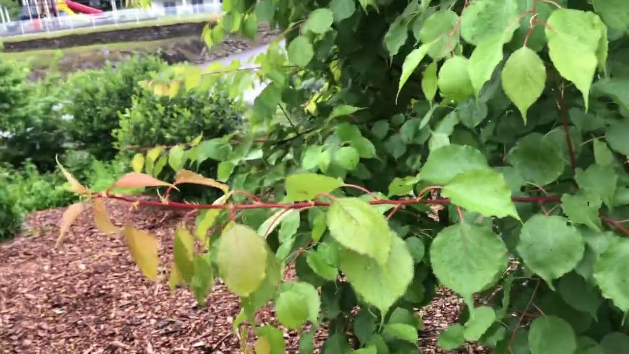 Visiting a site I designed with plants I grew at a friend’a farm