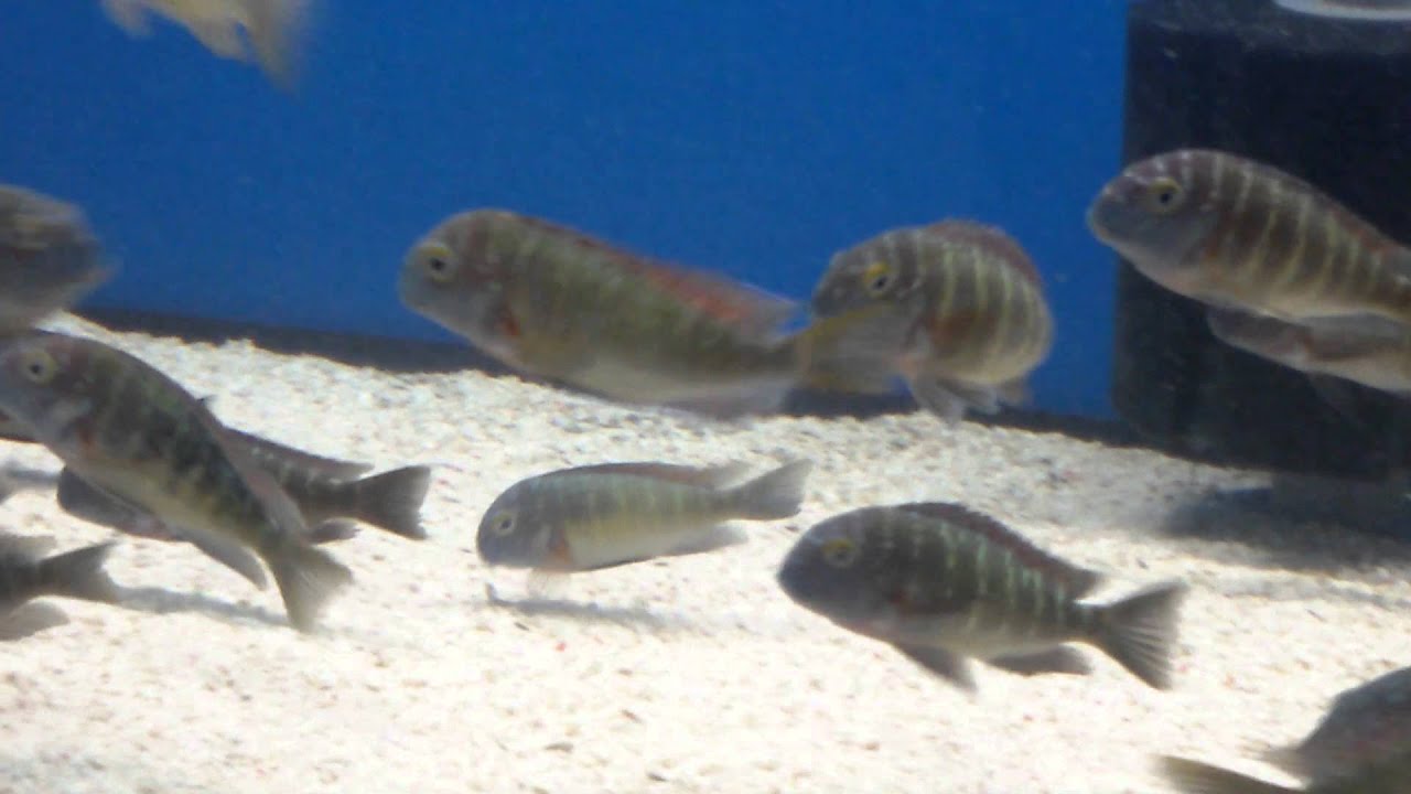 Wc tropheus kapembwa