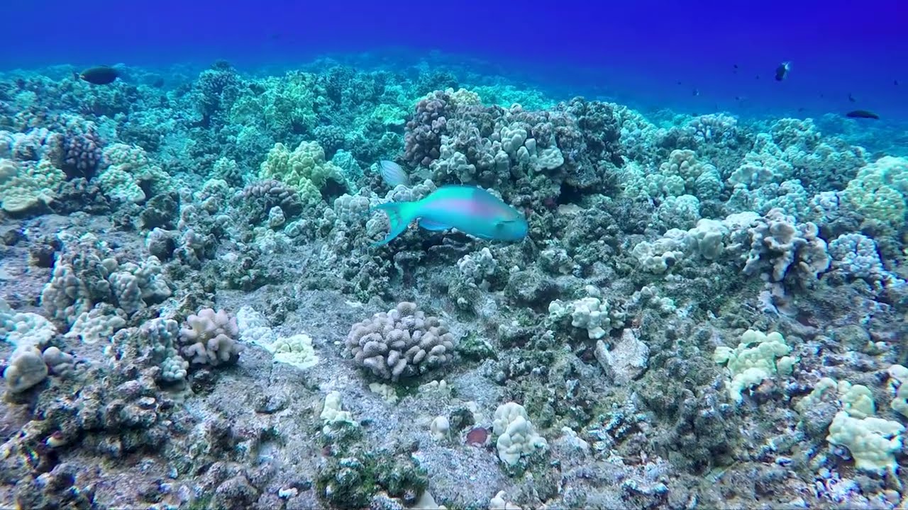 Parrotfish | Maui Underwater Life