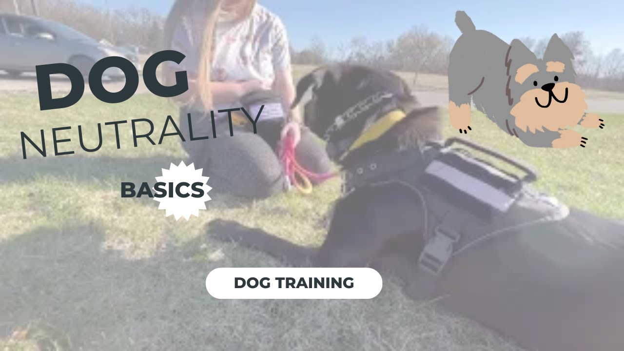 How to Train: Dog Neutrality (Get Your Dog to Ignore Other Dogs)
