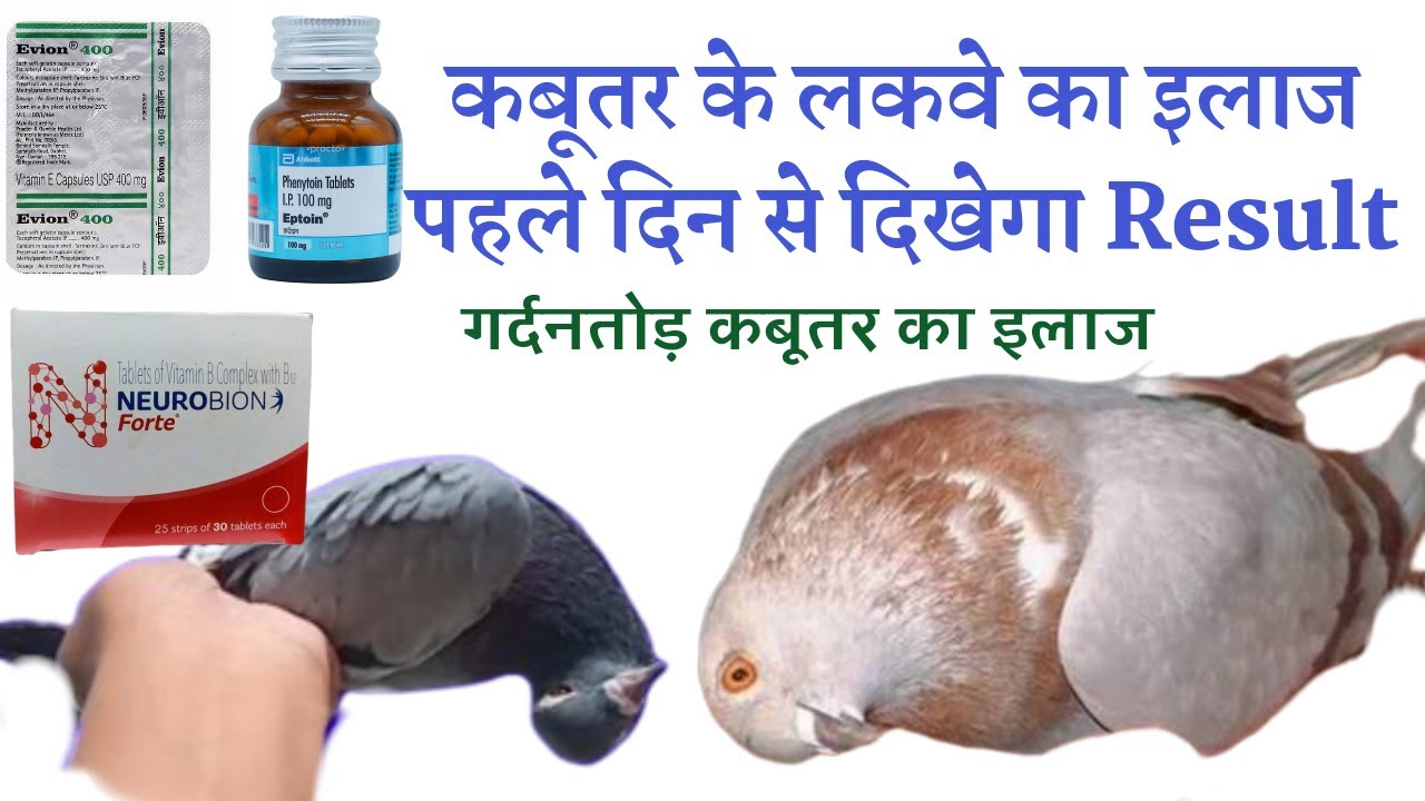 कबूतर के लकवे का इलाज | Kabutar Ke Lakwe Ka Ilaaj | Gardan ghumane wale Kabootar Ka Ilaaj