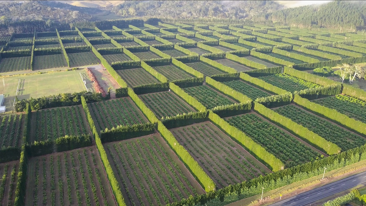 Softwood Windbreaks: Nature's Shield for Your Farm