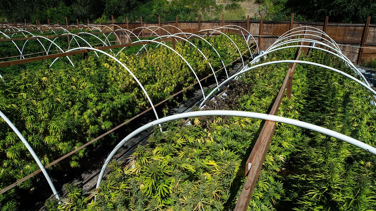 In Brief: Beau Kilmer on Marijuana Legalization in the United States