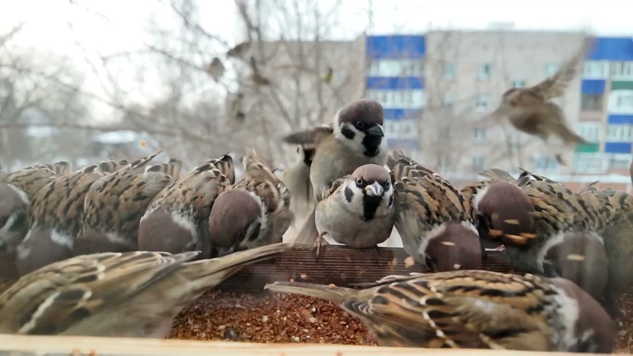 Воробьи в кормушке зимой 