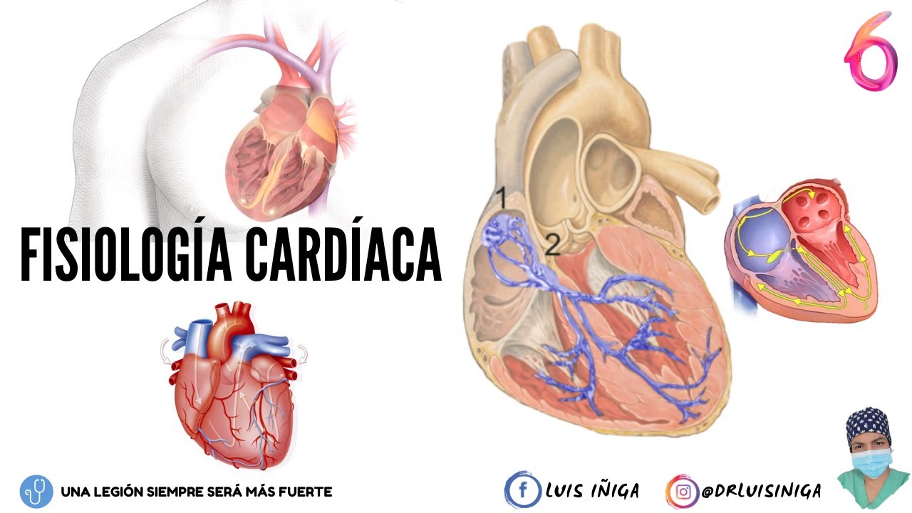 Fisiología Cardíaca: Sistema Eléctrico y Control Nervioso: Simpático y Parasimpático