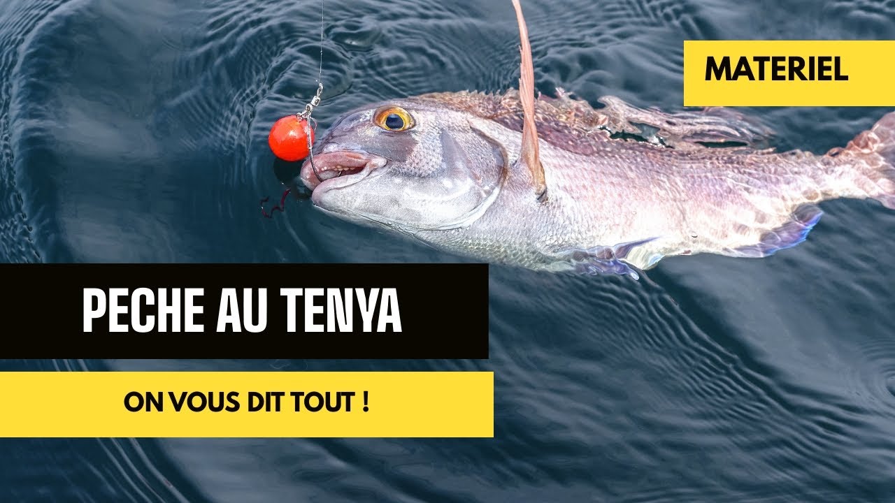 P&ecirc;che de la dorade et du pagre au Tenya : bien choisir son mat&eacute;riel.