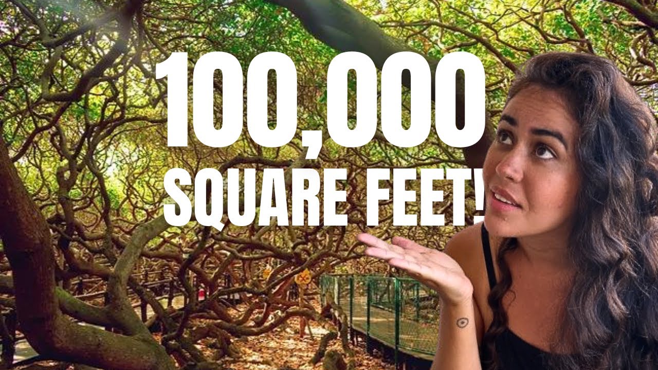 World's Biggest Cashew Tree, in Brazil