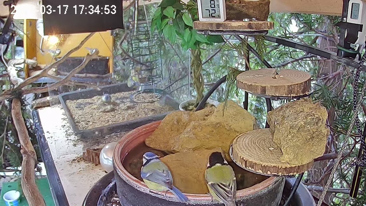 Später Nachmittag am Vogel-Spa (17.03.2026)