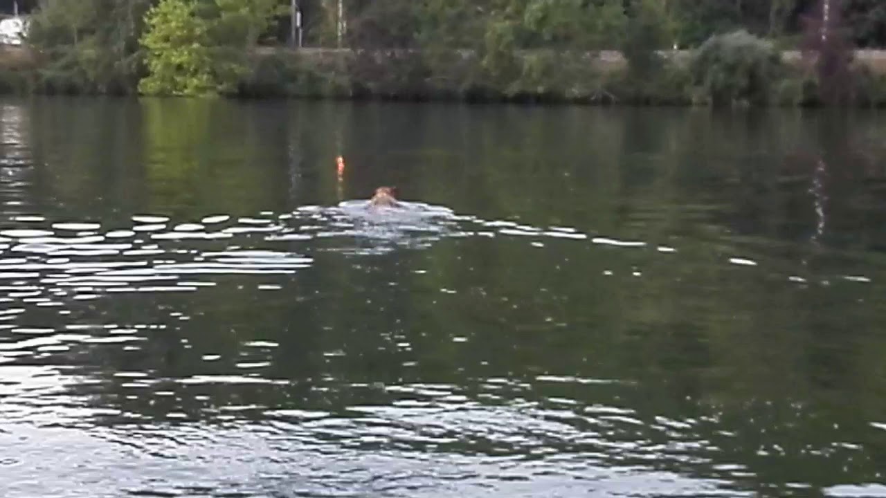 Tervuren shepherd swims