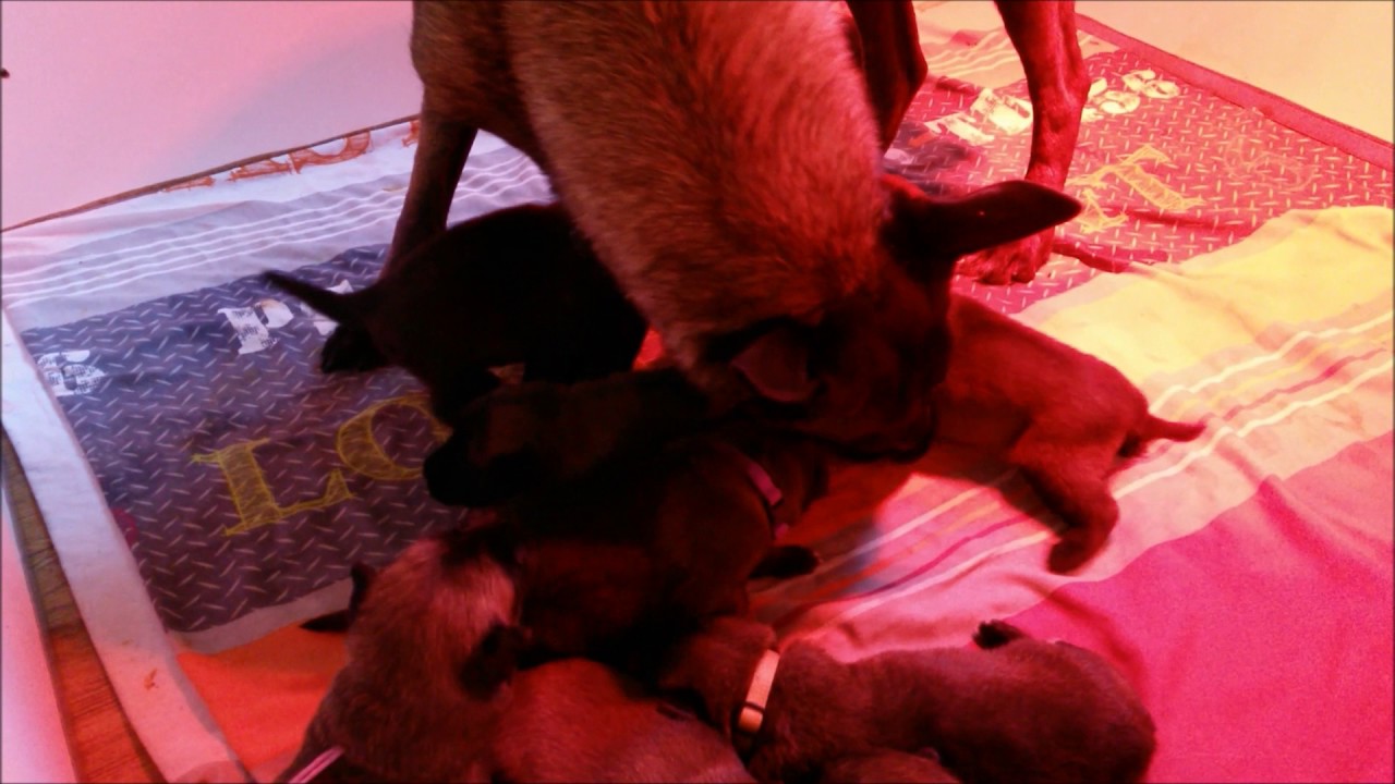 Chiots Berger Malinois âgés de 16 jours - Elevage Gaia Vlka